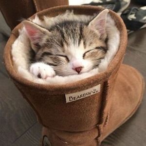 Meet your Posher, Holli